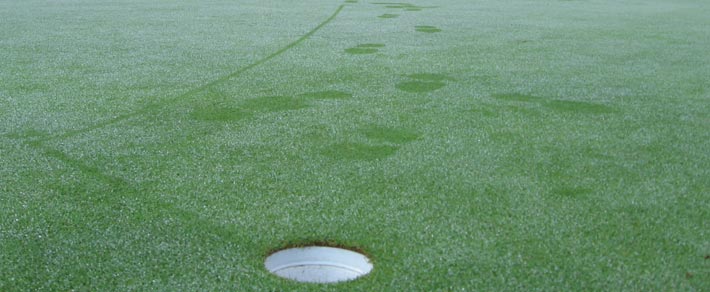 Golf Course Grass Types - SC Golf Courses